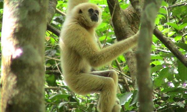 Il tono di voce aiuta i primati a trovare una compagna