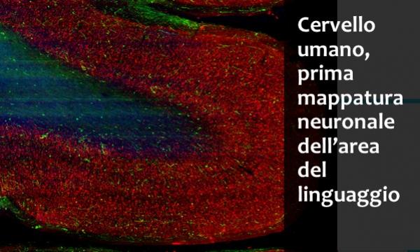 Prima mappatura neuronale dell’area del linguaggio- VEDI REEL