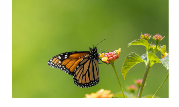 Colombaria 24 aprile 