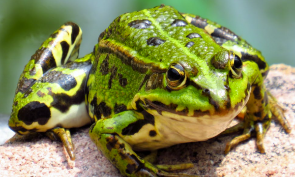  Seminari Aula 1 Via La Pira, 4 - Zoologia dei Vertebrati