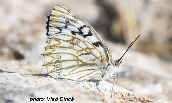Mappare le farfalle europee per proteggerne la sopravvivenza
