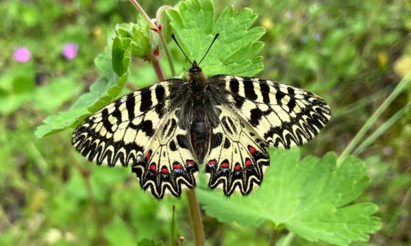 Legge sul ripristino della natura: il Consiglio Europeo dà il via libera definitivo