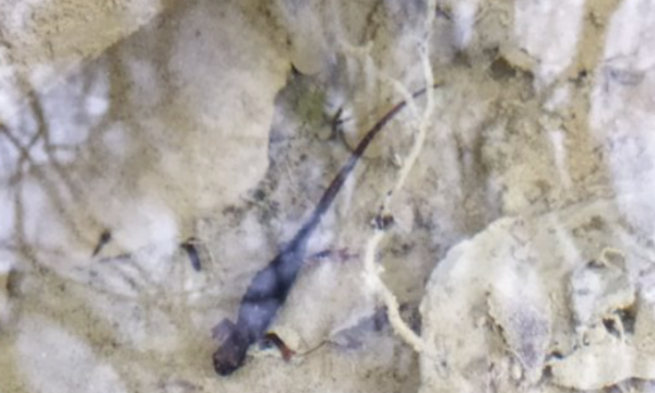 Una ricerca attenta agli animali grazie al DNA ambientale.