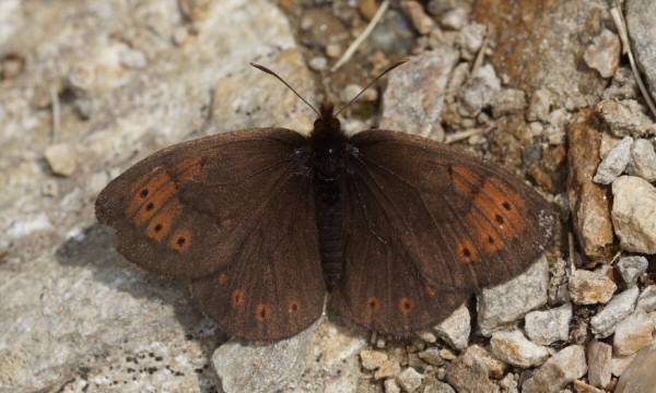 Una farfalla dell’Appennino sentinella dei cambiamenti climatici