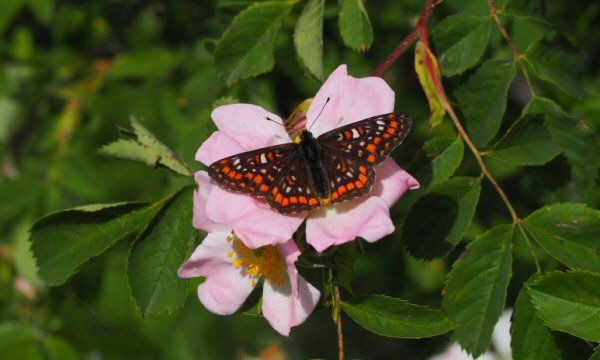 Proteggere la biodiversità delle farfalle italiane