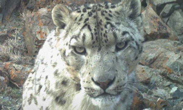 Il leopardo delle nevi nei Monti Altai della Mongolia