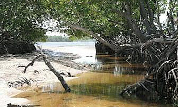 Le foreste di mangrovie minacciate dalla riduzione della biodiversità