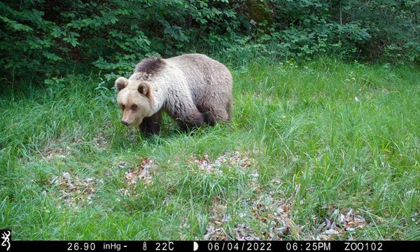 Effetti di lungo periodo sulla fauna selvatica della frequentazione escursionistica negli ambienti montani