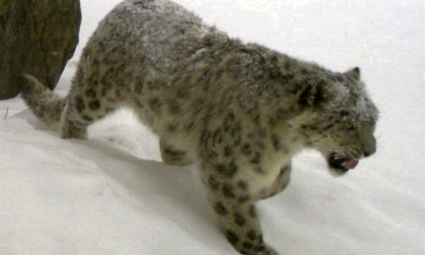 Leopardo delle nevi minacciato dallo sviluppo del mercato del cashmere