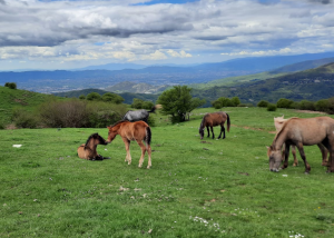 cavalli selvaggi calvana