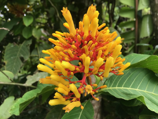 Portlandia coccinea Sw. (Rubiaceae) & Anolis carolinensis Voigt, 1832 (Foto: Arielle Simon (Fairchild Tropical Botanic Garden, Miami, FL, USA)